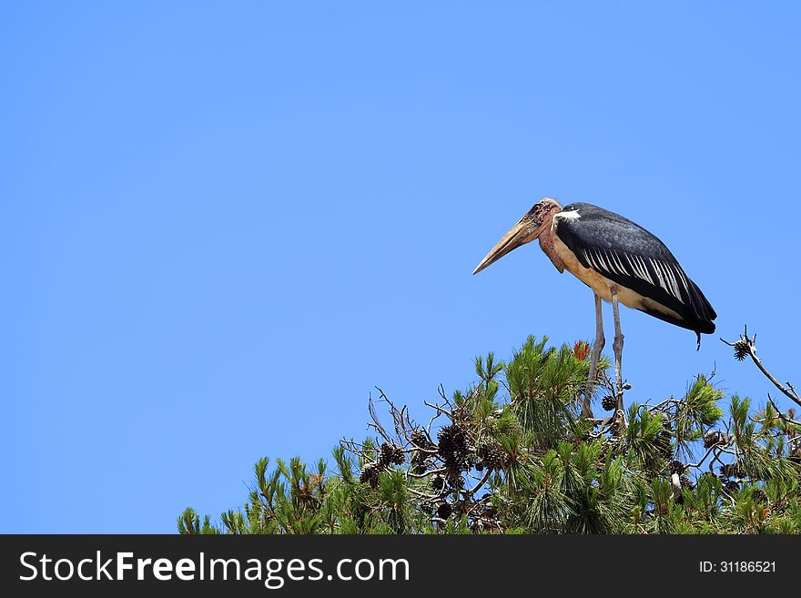 Marabou at pine top in the national park Safari (Ramat Gan. Israel)