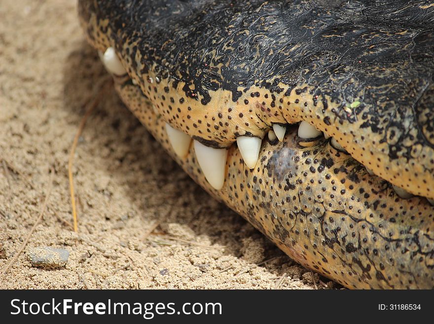 Close up: teeth of a crocodile on sand. Close up: teeth of a crocodile on sand