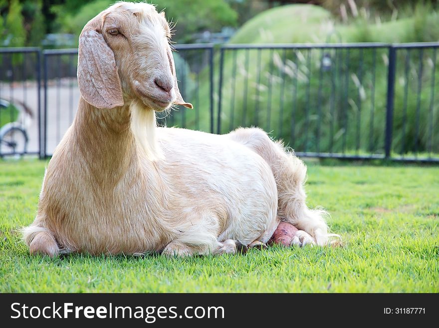Goats At Farm
