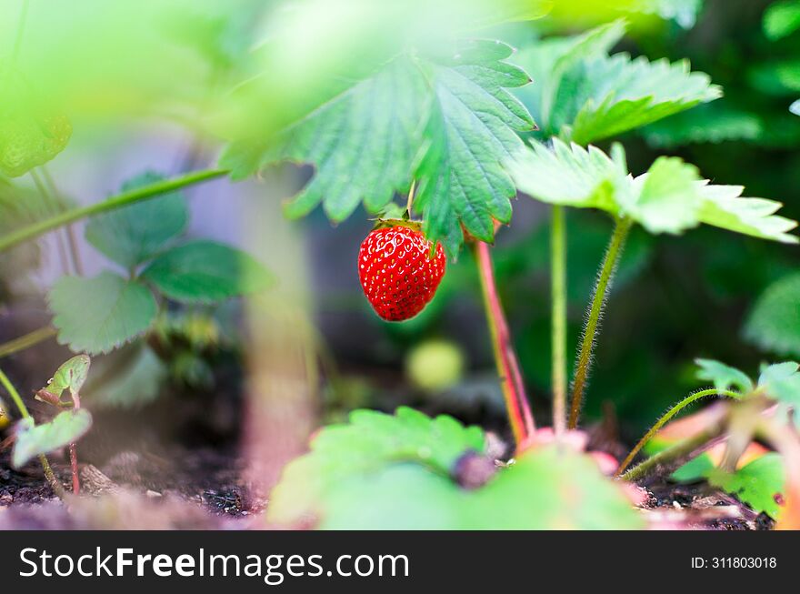 The Beauty Of Strawberries From The Left Side