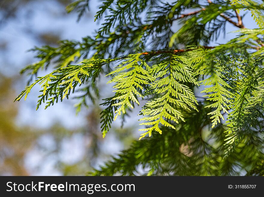 Green Leaves Of Pine Tree Close-up. Nature Background