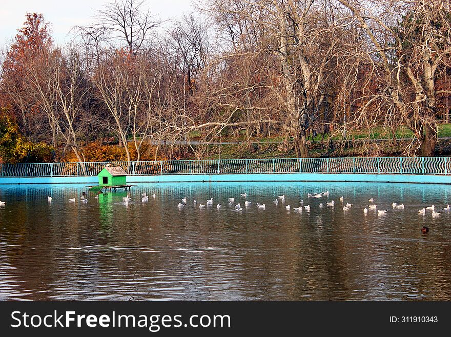 Pond In A Recreation Park.