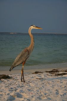 Blue Heron Royalty Free Stock Photos