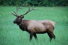 Elk In A Pasture Stock Images