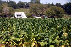 Tennessee Cash Crop Tobacco Stock Photos Tennessee Cash Crop Tobacco Stock Photos