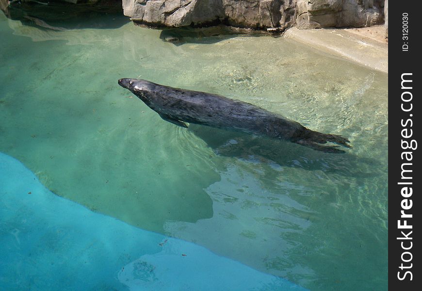 This seal was taking a leisurely swim through the clear blue water