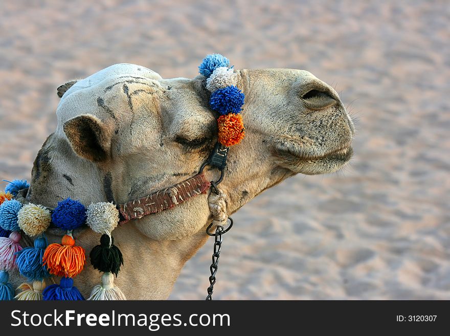 Camel having a rest on sand