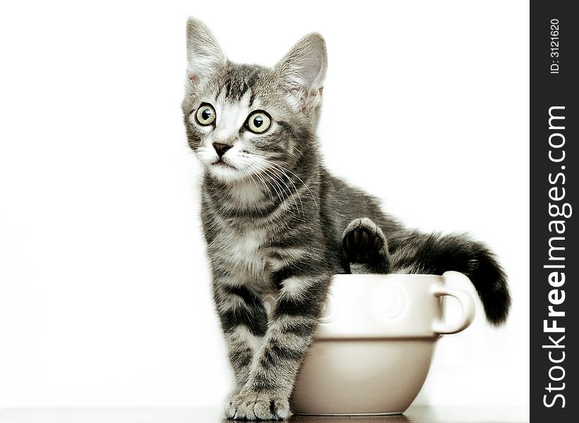 A little kitten sitting in a soup bowl. A little kitten sitting in a soup bowl