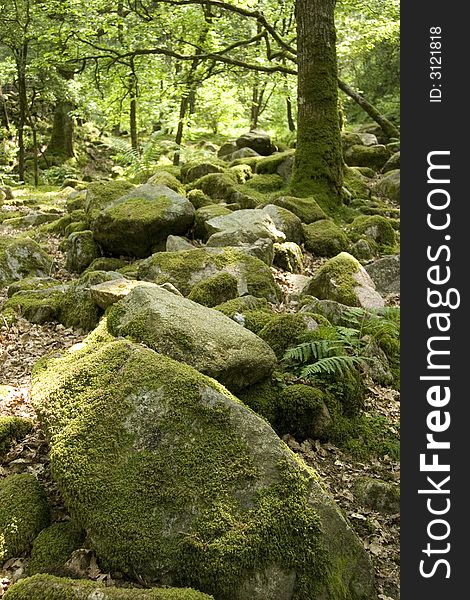 View of forest floor in a forest in Cumbria. View of forest floor in a forest in Cumbria