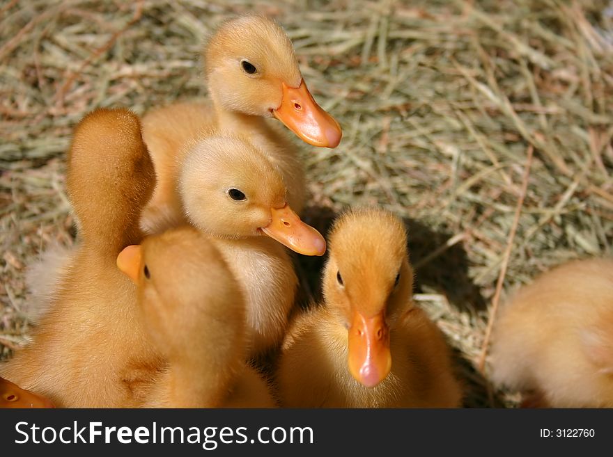 Group of baby ducklings in straw. Group of baby ducklings in straw
