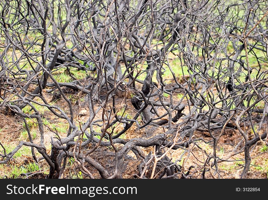 Blackened & Charred bushes after a fire in the New Forest, Hampshire, England