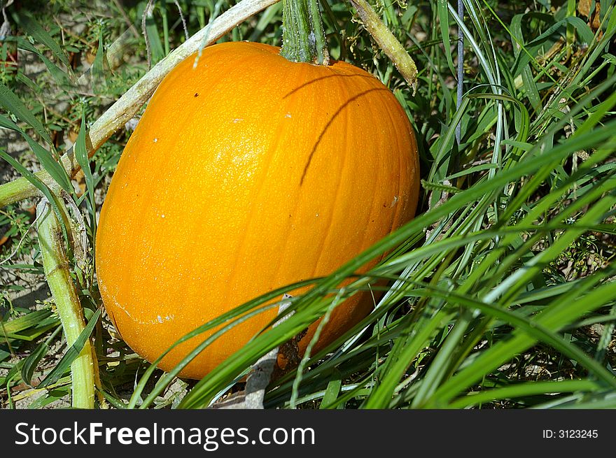 Pumpkin In Grass