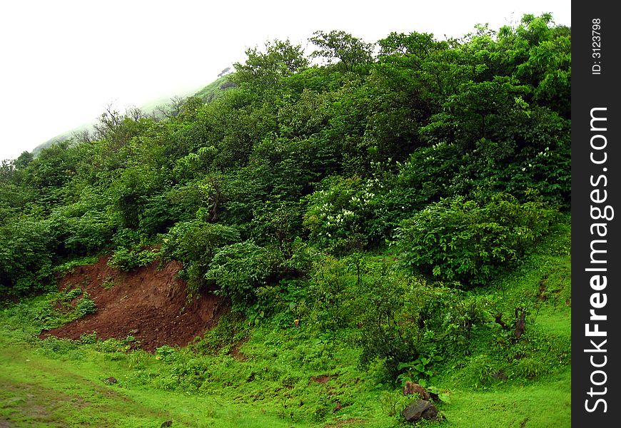 A chilling color of dark monsoon trees. A chilling color of dark monsoon trees.