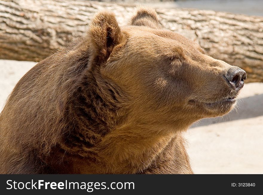 Brown bear in its enclosure. Brown bear in its enclosure