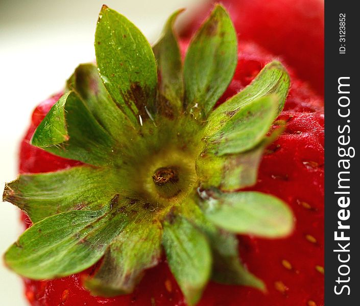 Close up of green peduncle of the strawberry. Close up of green peduncle of the strawberry