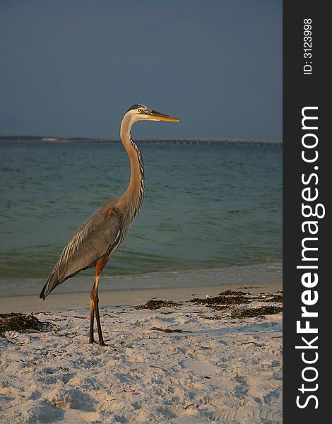 Great blue heron standing on the beach at the waters edge with a bridge in the background