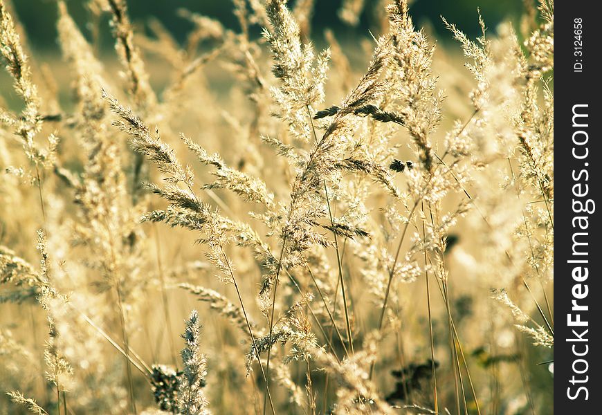 Thin light stem of grass on sun field background