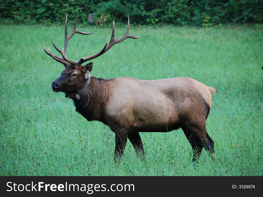 Elk in a pasture at Smokey Mountain National Park in North Carolina