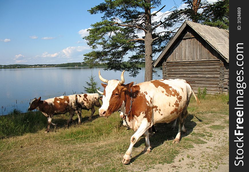 Cows walking along the lake in Russian countryside. Cows walking along the lake in Russian countryside