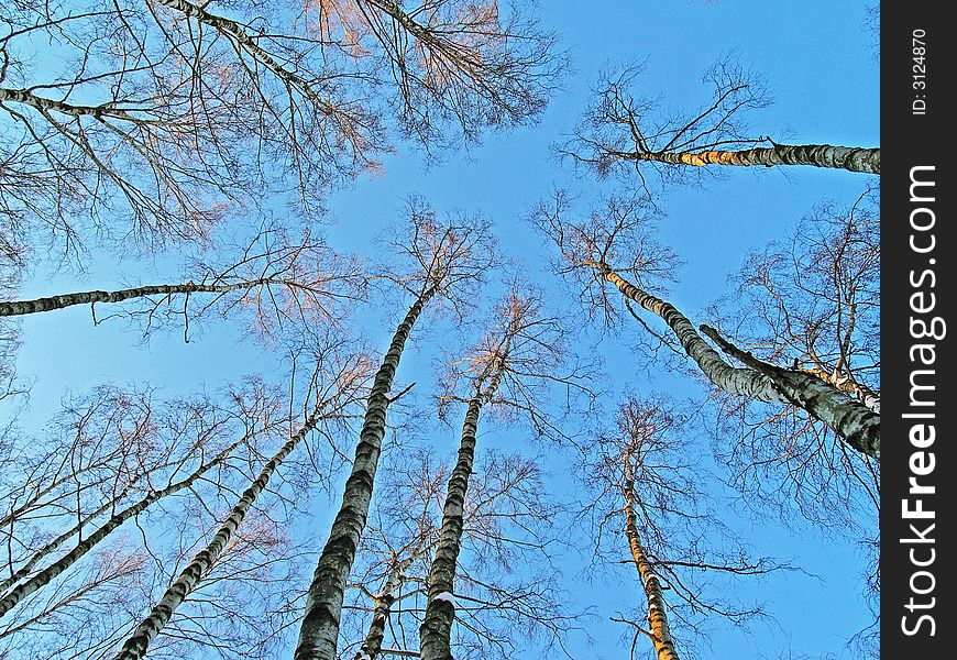 Winter trees in the forest on the sky background. Winter trees in the forest on the sky background