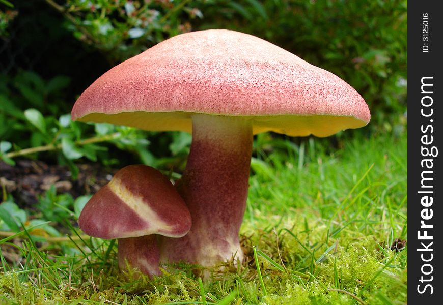 Two red mushroom type fungus. Two red mushroom type fungus