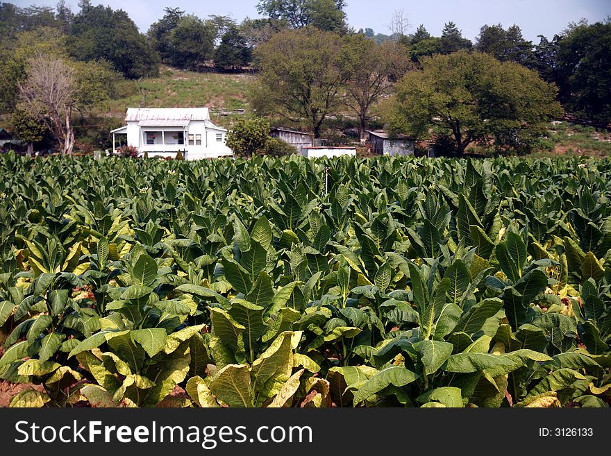 A field of Tobacco ready for Harvest in Rural Tennessee. A field of Tobacco ready for Harvest in Rural Tennessee