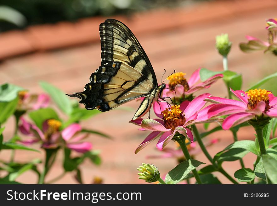 Image of a Monarch butterfly taken with a macro lens. Image of a Monarch butterfly taken with a macro lens.