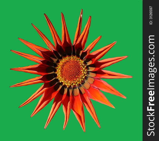 Gazania flower isolated on green background. Gazania flower isolated on green background