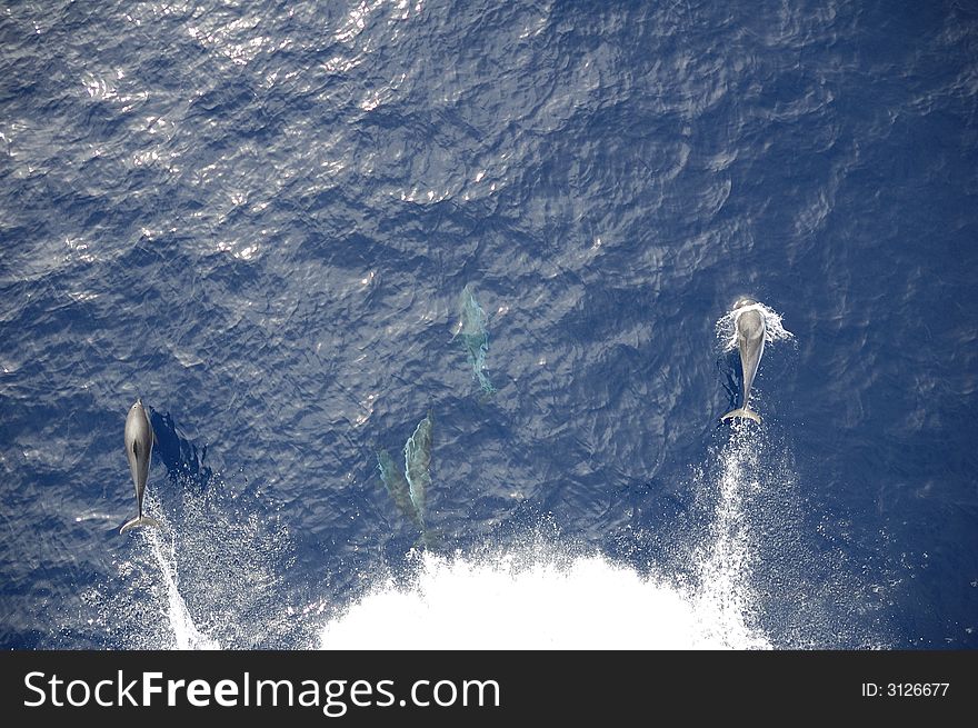 Dolphins in the North Atlantic Ocean playing in front of the bow of a cargo vessel. Dolphins in the North Atlantic Ocean playing in front of the bow of a cargo vessel.