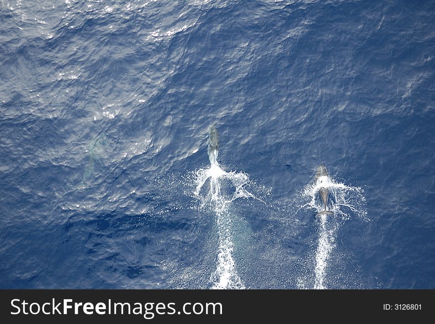 Dolphins in the North Atlantic Ocean playing in front of the bow of a cargo vessel. Dolphins in the North Atlantic Ocean playing in front of the bow of a cargo vessel.