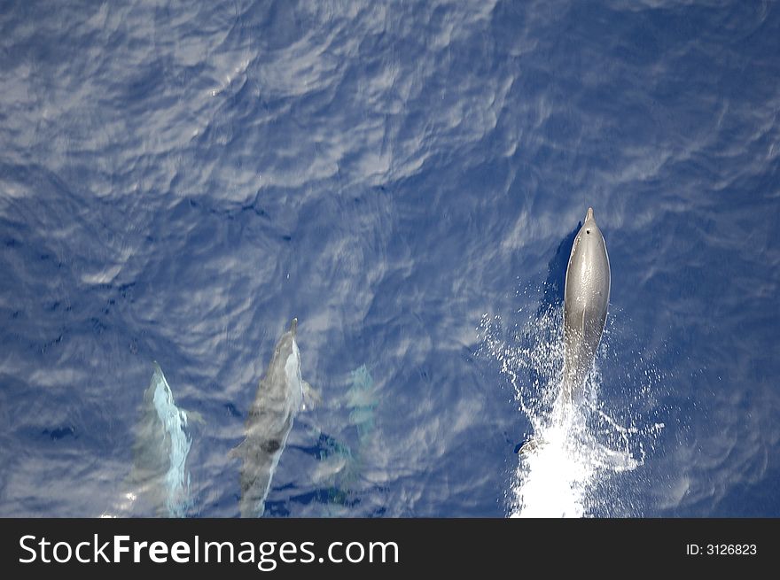 Dolphins in the North Atlantic Ocean playing in front of the bow of a cargo vessel. Dolphins in the North Atlantic Ocean playing in front of the bow of a cargo vessel.