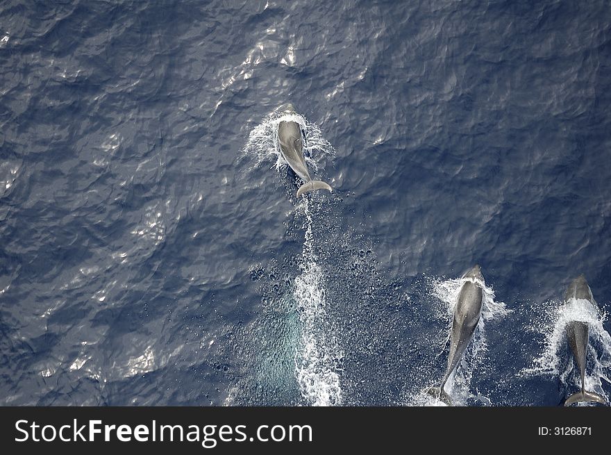 Dolphins in the North Atlantic Ocean playing in front of the bow of a cargo vessel. Dolphins in the North Atlantic Ocean playing in front of the bow of a cargo vessel.