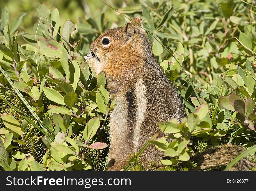 Chipmunk in the green grass of the Paradise trail, Mt Rainier Washington