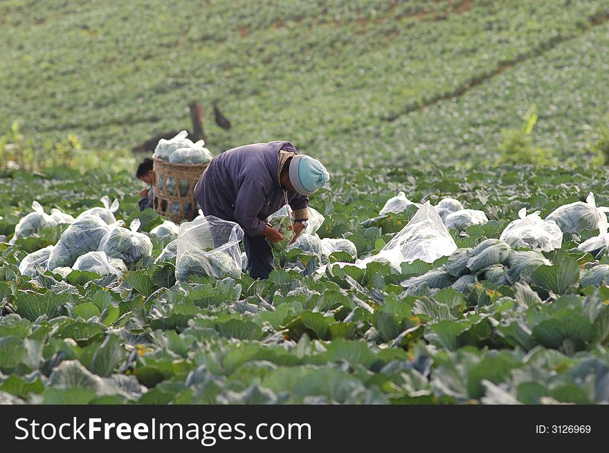 Cabbage package