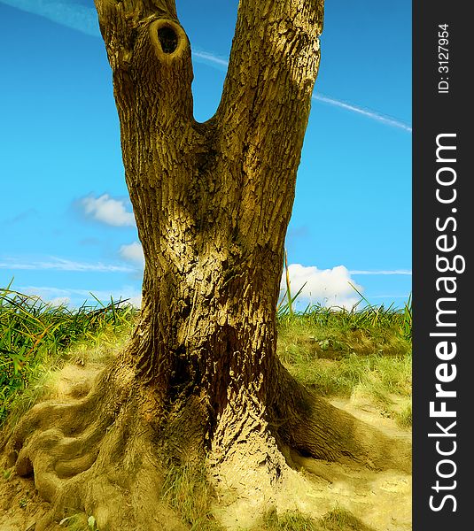 An old maple with beautiful strong roots at top of a hill. An old maple with beautiful strong roots at top of a hill.