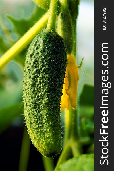 A vegetable pleasant and useful, a photo of a cucumber in natural  conditions. A vegetable pleasant and useful, a photo of a cucumber in natural  conditions.