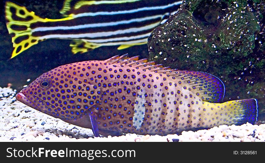 Portrait of nice tropical fish. Portrait of nice tropical fish