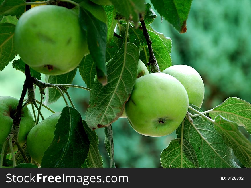 Green apples and leafes on the banch of apple tree in the garden. Green apples and leafes on the banch of apple tree in the garden