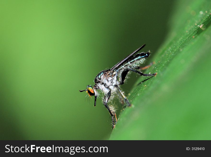 Hover fly pose after feeding it's prey