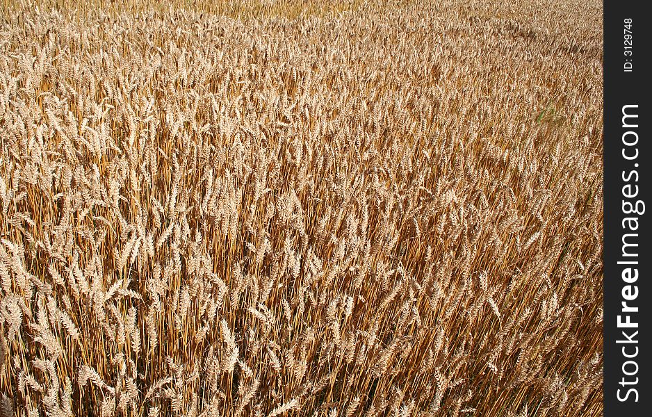 A field of ripened wheat. A field of ripened wheat