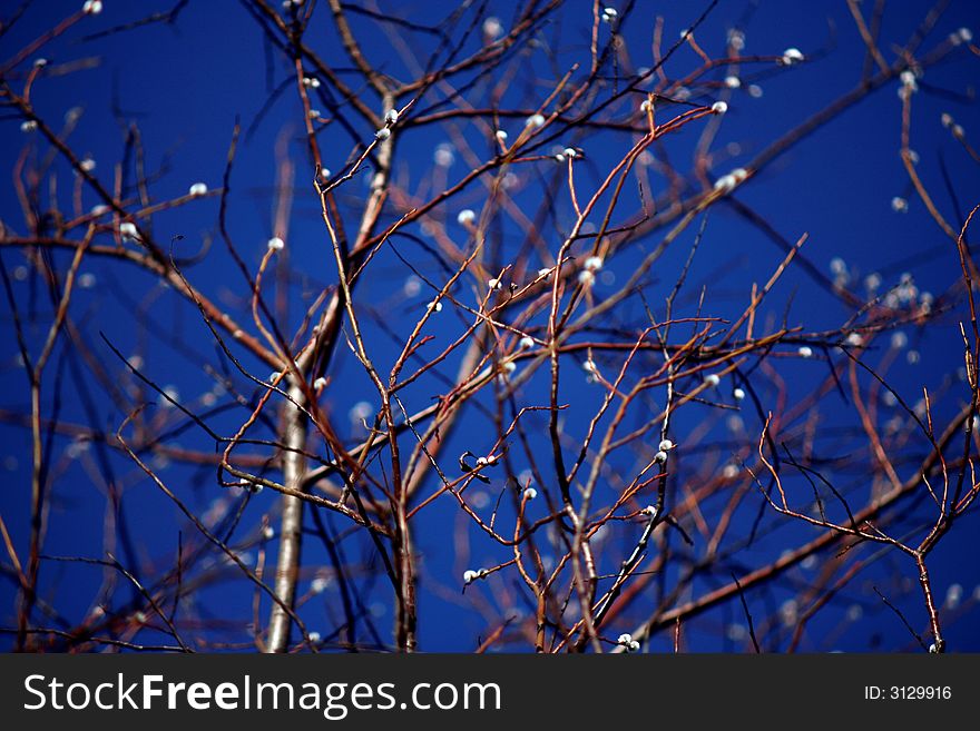 Spring branches on the deep blue contrast background