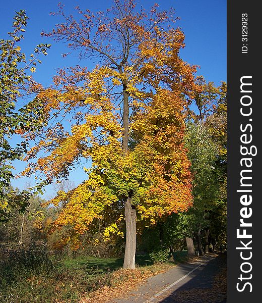 Tree with orange leafs in autumn. Tree with orange leafs in autumn