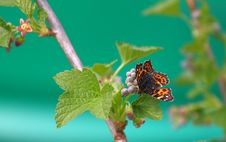 Butterfly On A Flower Of Black Currant Royalty Free Stock Image Butterfly On A Flower Of Black Currant Royalty Free Stock Image