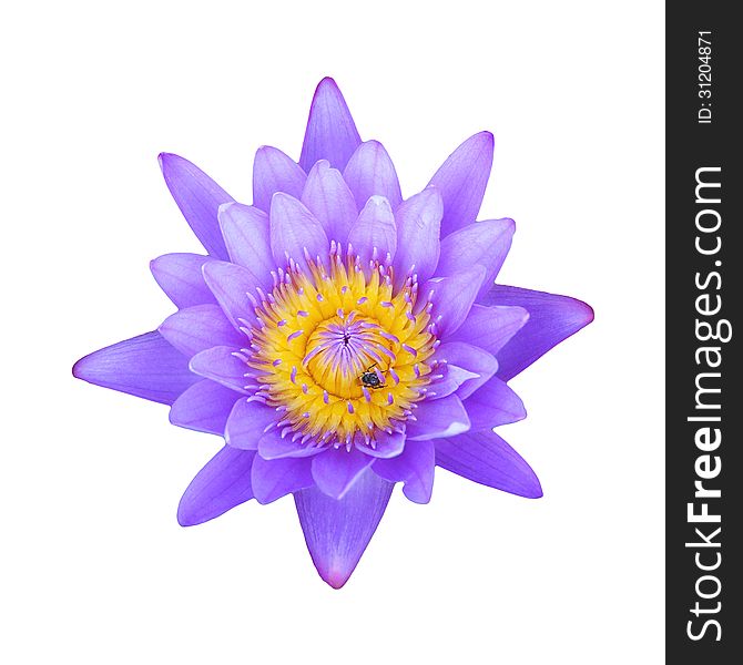 One purple lotus on white background