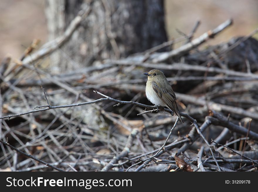 Blue and White Flycatcher