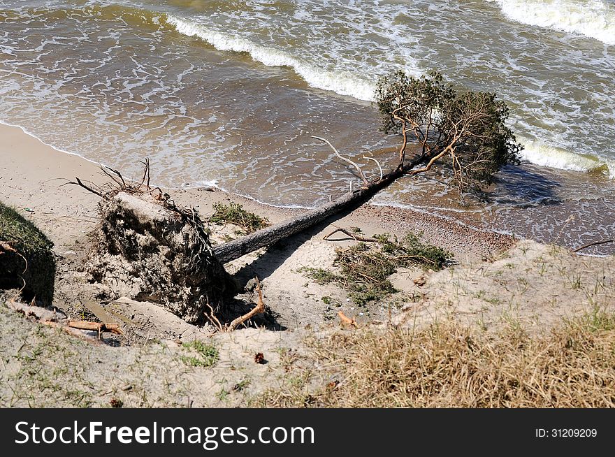 Uprooted Tree From A Storm
