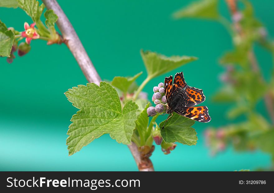 Butterfly on a flower of black currant