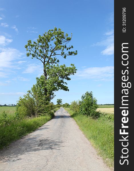 Lonely road and a tree, Kaliningrad region, Russia