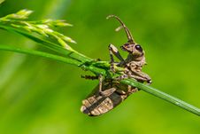 Beetle Royalty Free Stock Photo Beetle Royalty Free Stock Photo