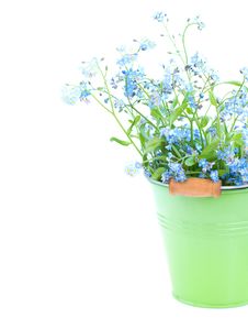 Bunch Of Forget-me-nots Flowers Royalty Free Stock Image Bunch Of Forget-me-nots Flowers Royalty Free Stock Image